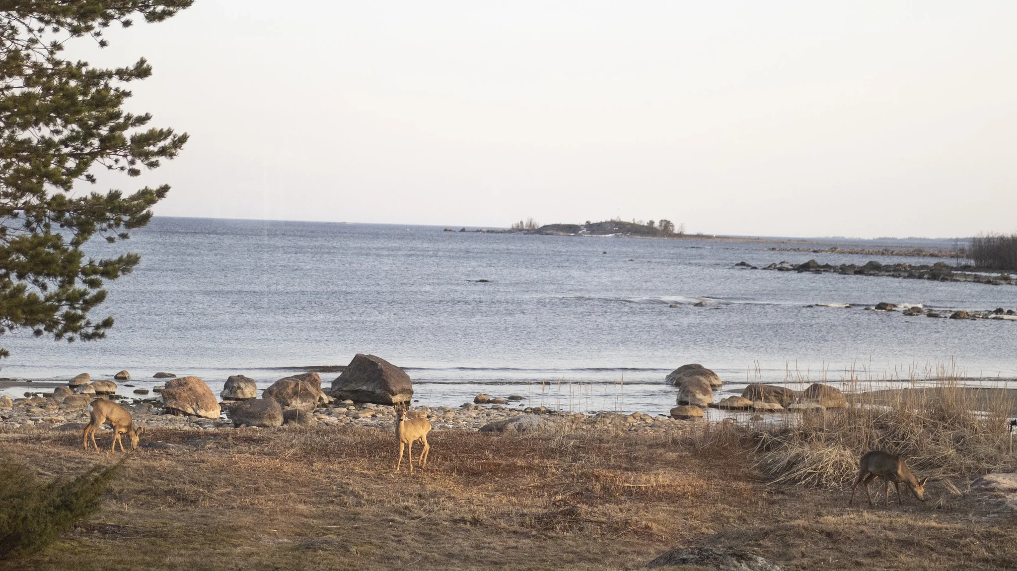 radjur.jpg